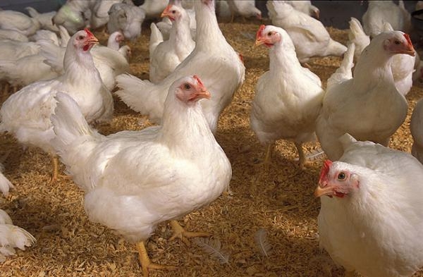  Another poultry farm of APG “Pan Kurchak” has started operating in Volyn