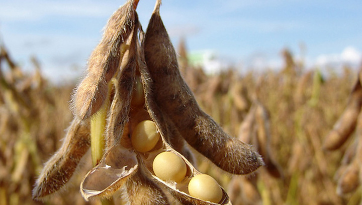  IGC changes the forecast of world soybean production for 2017