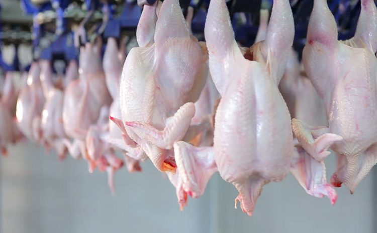  АПГ «Пак Курчак» наращивает экспорт курятины