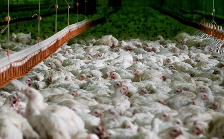  There will be another powerful poultry farm in Volyn