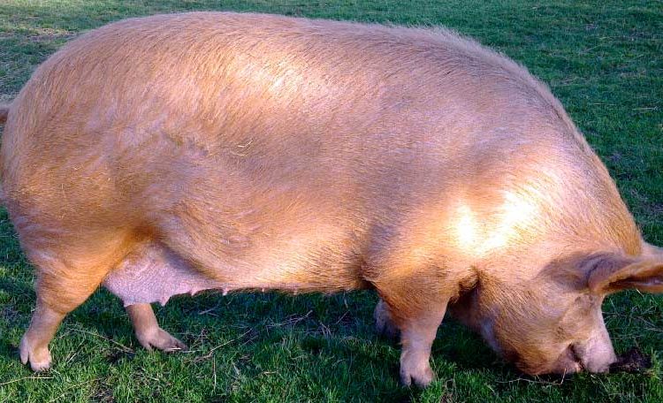  Особливості сальних і м’ясних порід свиней