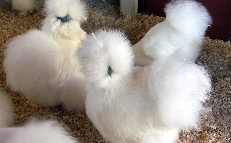  The most fluffy chicken in the world and a chicken without feathers